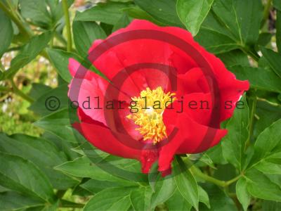 Paeonia 'America'