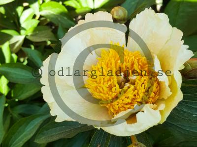 Paeonia 'Claire de Lune' Paeonia 'Claire de Lune'