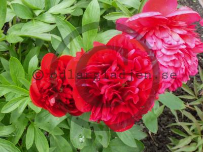 Paeonia 'Diana Parks'