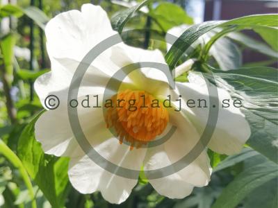 Paeonia 'Early Windflower'