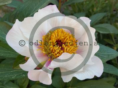 Paeonia 'Halcyon'