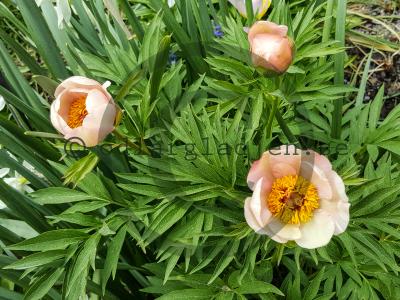 Paeonia 'Nosegay'