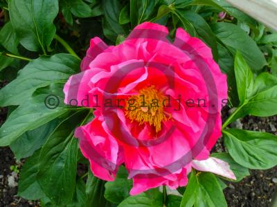 Paeonia 'Paula Fay'