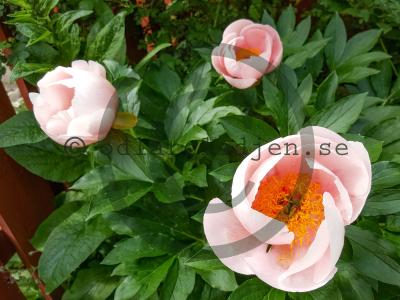 Paeonia 'Soft Salmon Saucer'