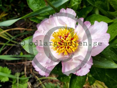 Paeonia 'Tranquil Dove'