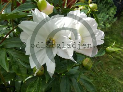 Paeonia 'White Innocence'