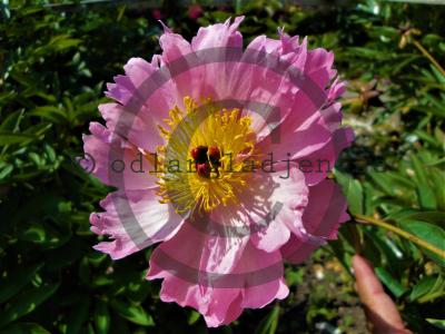 Paeonia lactiflora &#039;Dawn Pink&#039;