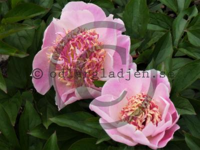 Paeonia lactiflora 'Do Tell'