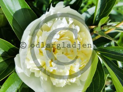 Paeonia lactiflora 'Duchesse de Nemours' Paeonia lactiflora 'Duchesse de Nemours'