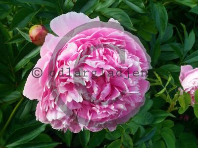 Paeonia lactiflora 'Edulis Superba'