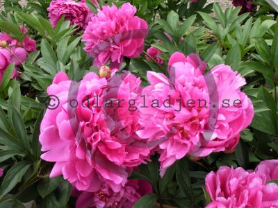 Paeonia lactiflora 'Edulis Supreme'