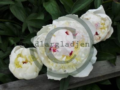Paeonia lactiflora 'Festiva Maxima'