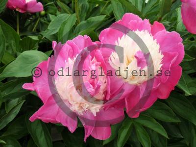 Paeonia lactiflora 'Gay Paree' Paeonia lactiflora 'Gay Paree'