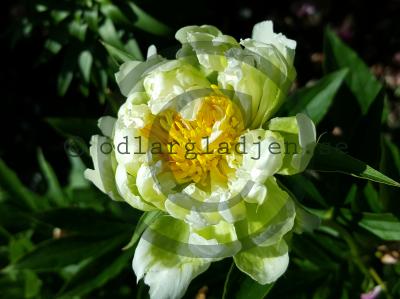 Paeonia lactiflora 'Green Halo'