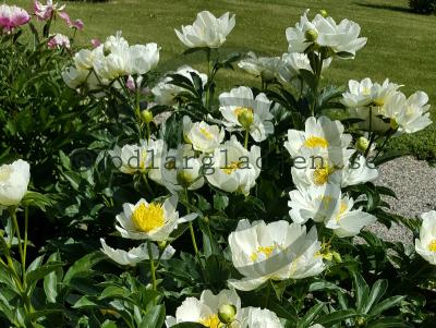 Paeonia lactiflora 'Jan van Leeuwen' Paeonia lactiflora 'Jan van Leeuwen'