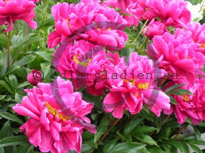 Paeonia lactiflora 'Karl Rosenfield'