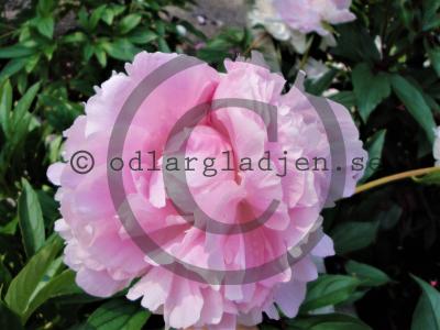Paeonia lactiflora 'Lady Orchid'