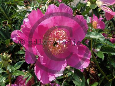 Paeonia lactiflora 'Largo'
