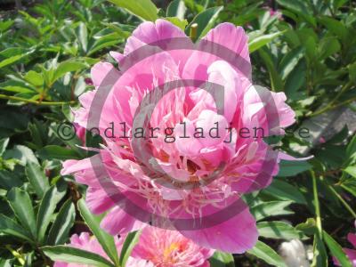 Paeonia lactiflora 'Lilac Time'