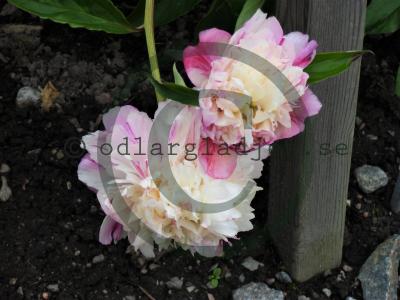 Paeonia lactiflora 'Lord Cavin'