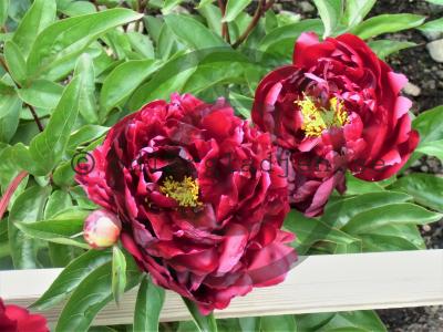 Paeonia lactiflora 'Monsieur Martin Cahuzac'