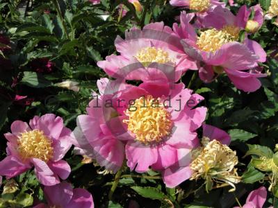 Paeonia lactiflora 'Mr G. F. Hemerik'