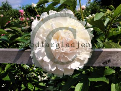 Paeonia lactiflora 'Nancy Nora'
