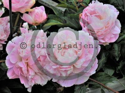 Paeonia lactiflora 'Nick Shaylor'