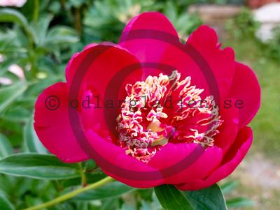 Paeonia lactiflora 'Nippon Beauty' Paeonia lactiflora 'Nippon Beauty'