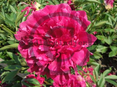 Paeonia lactiflora 'Paul M. Wild'