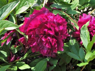 Paeonia lactiflora 'Philippe Rivoire'
