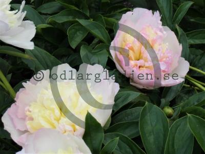 Paeonia lactiflora 'Raspberry Sundae'