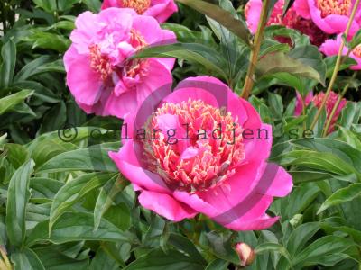 Paeonia lactiflora 'Tom Eckhardt'