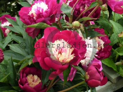 Paeonia lactiflora 'White Cap' Paeonia lactiflora 'White Cap'