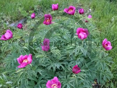Paeonia officinalis