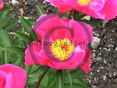 Paeonia officinalis 'Monte Baldo'