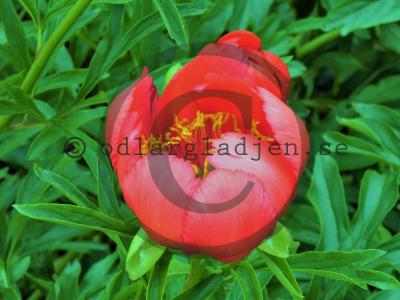 Paeonia peregrina Paeonia peregrina