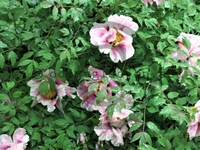 Paeonia suffruticosa Paeonia suffruticosa