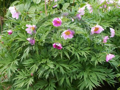 Paeonia veitchii