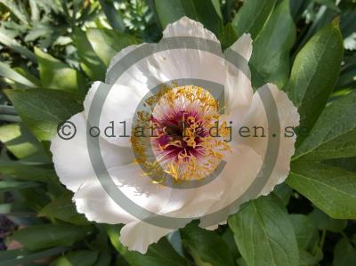 Paeonia x arendsii 'Avant Garde'