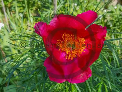 Paeonia x hybrida