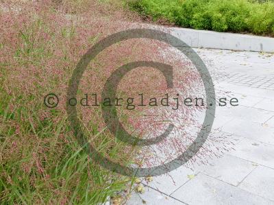 Panicum virgatum 'Squaw' Panicum virgatum 'Squaw'