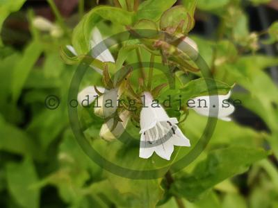 Penstemon digitalis 'Goldfinger' Penstemon digitalis 'Goldfinger'
