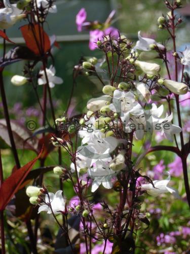 Penstemon digitalis 'Huskers Red' Penstemon digitalis 'Huskers Red'