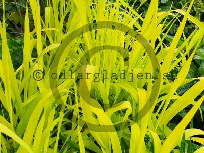 Phalaris arundinacea 'Pure Gold' Phalaris arundinacea 'Pure Gold'