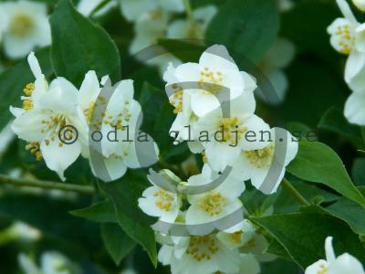 Philadelphus (Lemoinei-Gruppen) 'Mont Blanc' Philadelphus (Lemoinei-Gruppen) 'Mont Blanc'