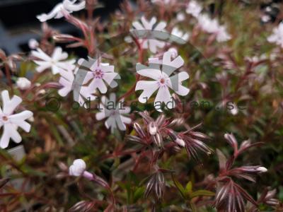 Phlox bifida 'Petticoat' Phlox bifida 'Petticoat'