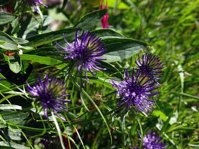 Phyteuma scheuchzeri