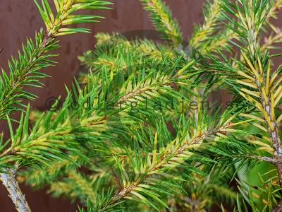 Picea abies 'Razzle' Picea abies 'Razzle'