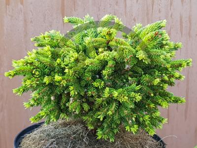 Picea orientalis 'Professor Langner' Picea orientalis 'Professor Langner'